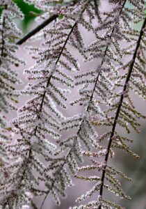 ppaリスクを回避するための対策は？