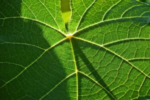 PPAによる太陽光発電のリスクが少ない理由とは？