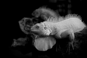 PPAソーラーの最新ランキングはどこで確認できる？